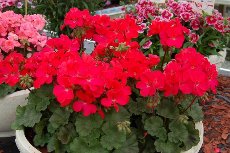 Nano F1 red- мини мушкато (5090)